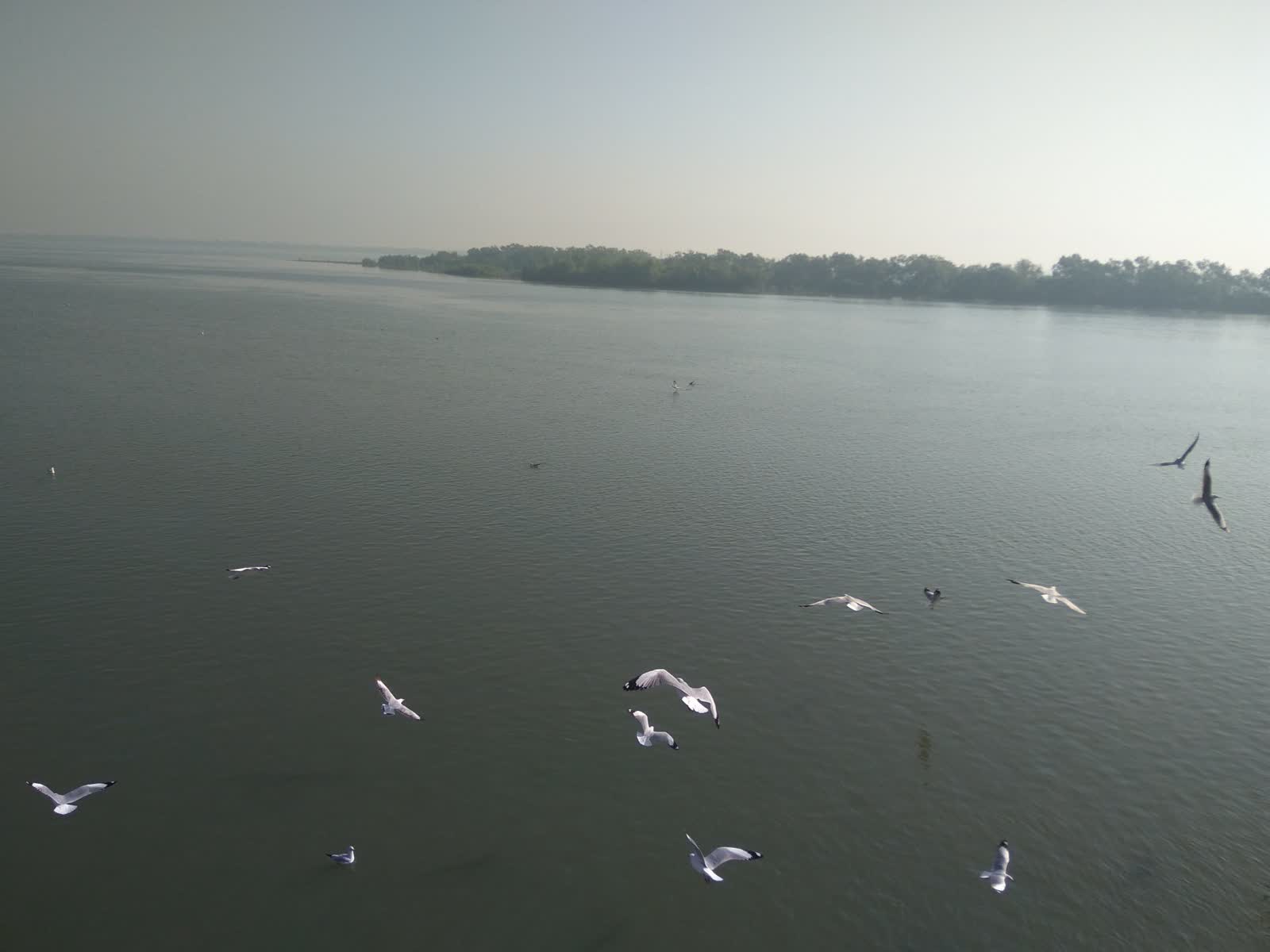 Seagulls flying over calm grey-green water with a tree-lined shore in the distance