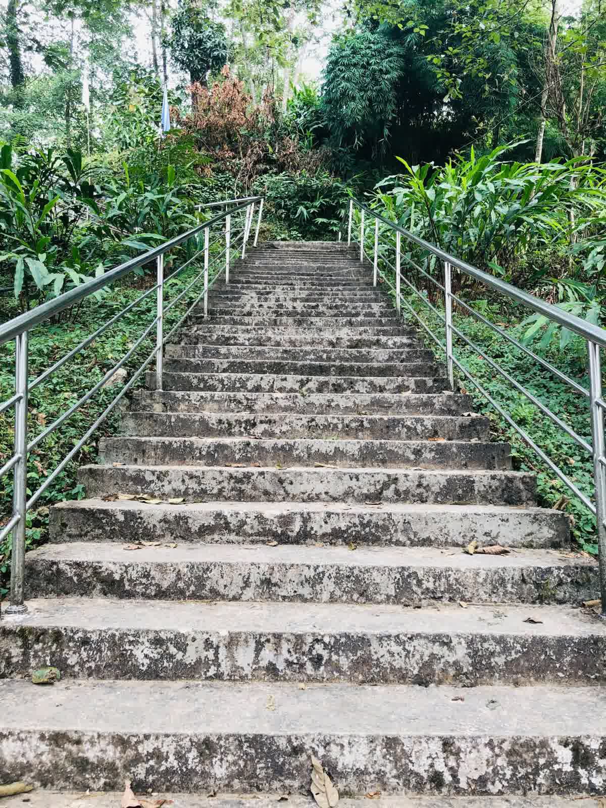 A concrete staircase climbing through green foliage with metal handrails