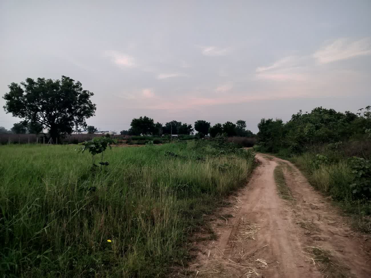 A dirt track curving between a grass field and trees at dusk