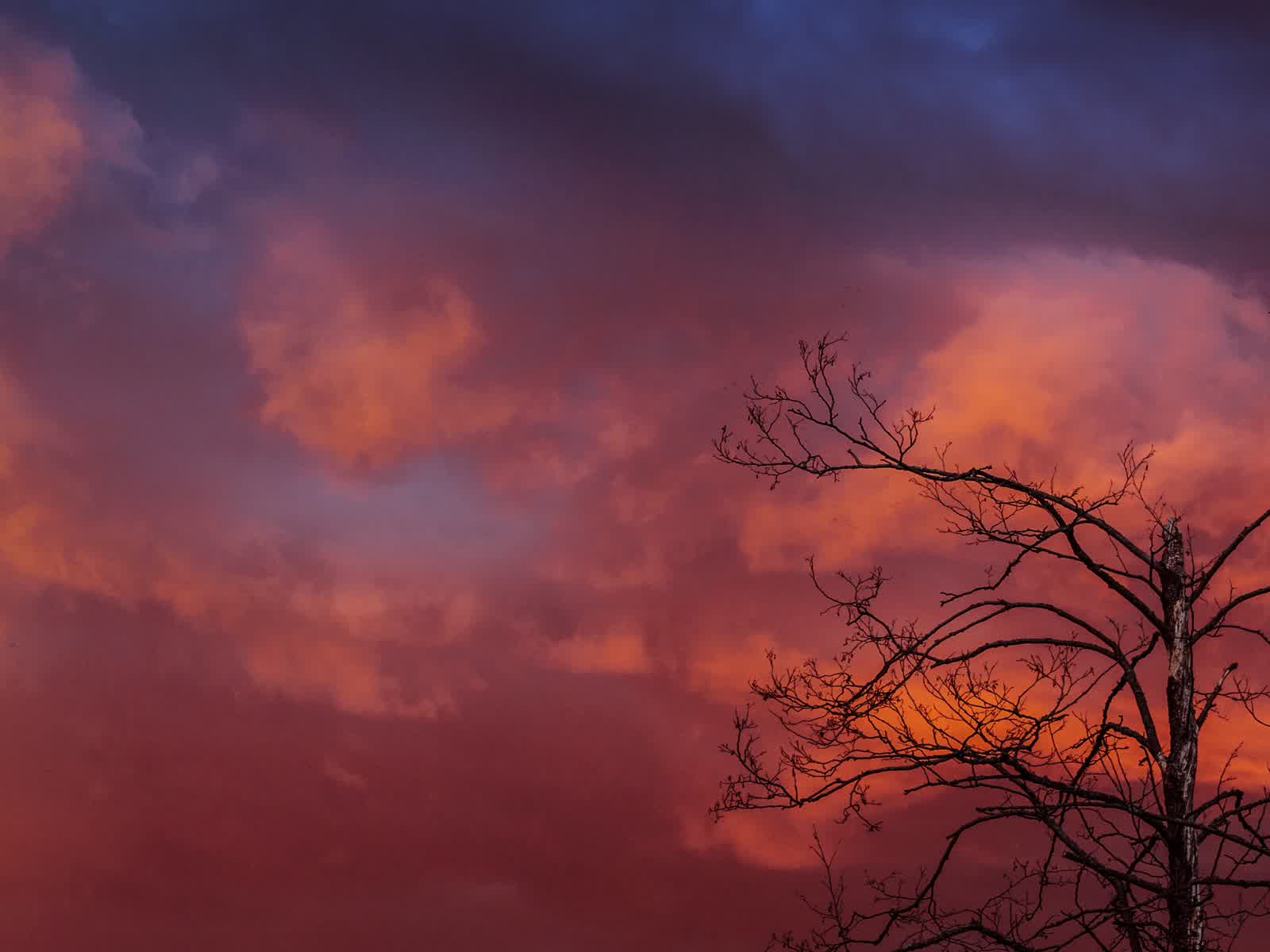 Bare tree branches silhouetted against a pink and purple evening sky