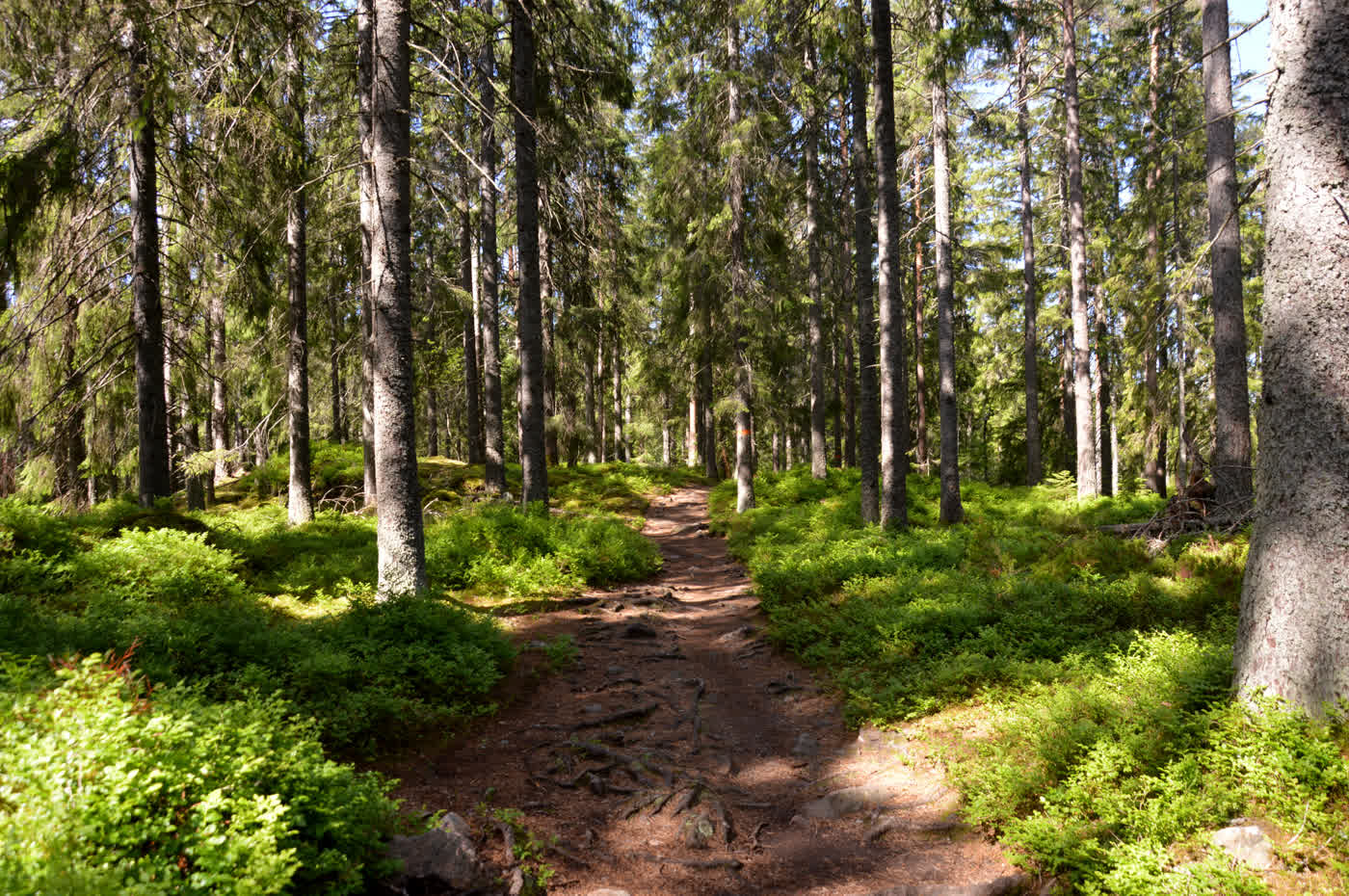 A dirt path winding through a sunlit spruce forest with green undergrowth