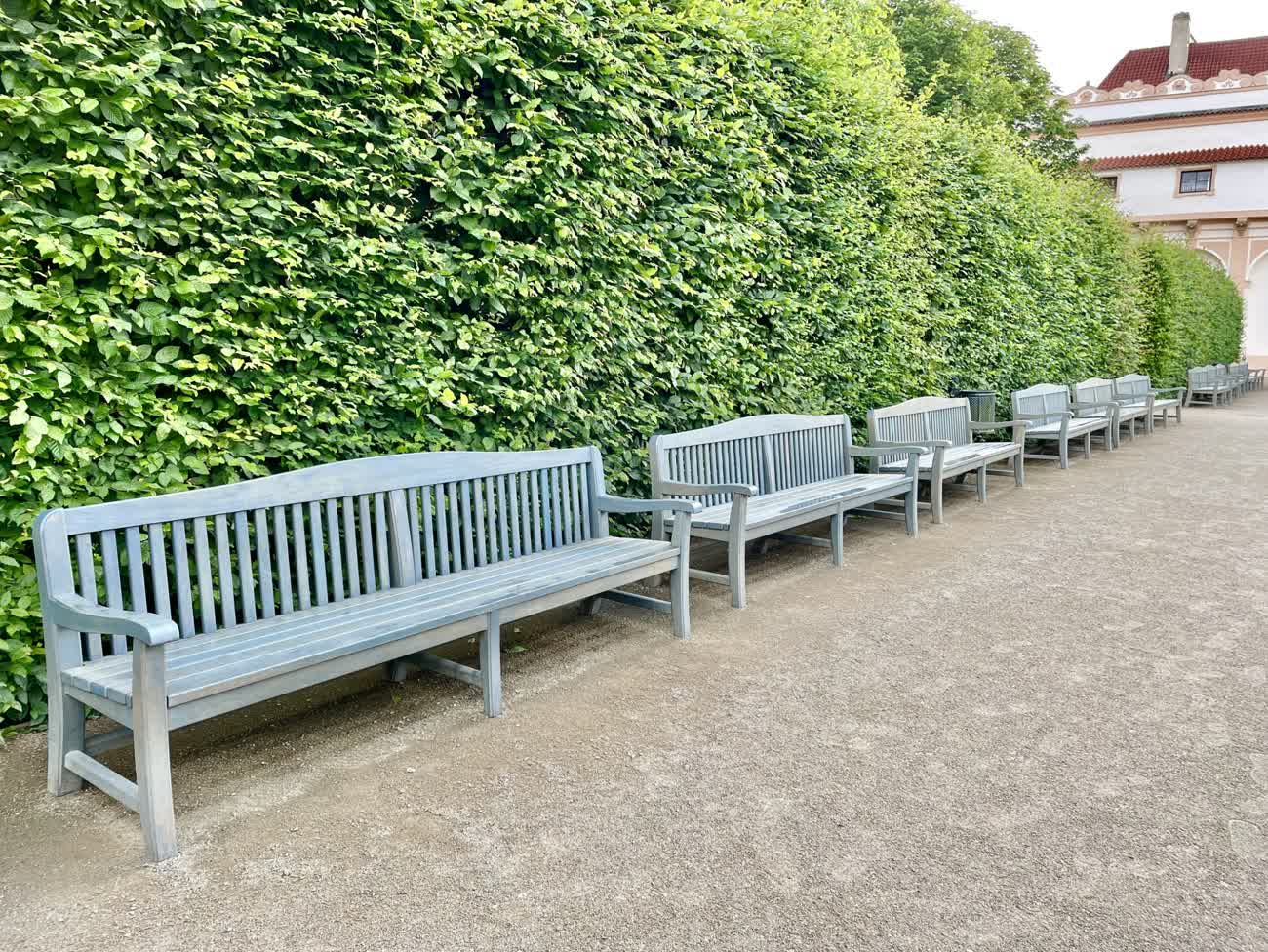 A row of empty wooden benches beside a tall green hedge on a gravel path